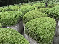 ���̒�(���H)