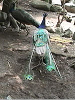 �H�̏��Ȃ��N�W���N