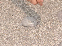 ���߂̂���