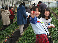 �C�`�S���