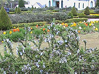 ���[�Y�}���[