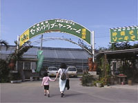 �Ђ߂��S�[���t�@�[��