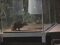 �}���O�[�X