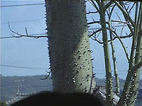 �g�b�N���L���^�̖�