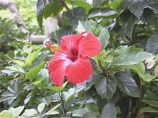 �n�C�r�X�J�X