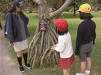 �r���E�^�R�̖�